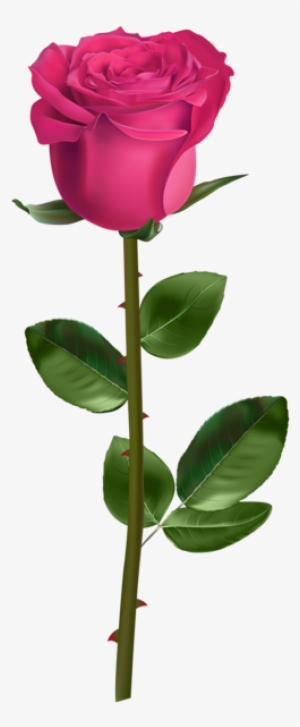 Rose Png - Long Stem Pink Rose Transparent
