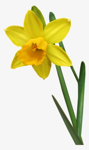 Daffodil