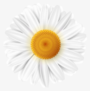 White Flower Clipart Png