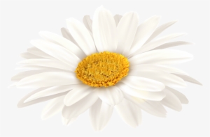 White Gerbera Png Clip Art Image - Oxeye Daisy