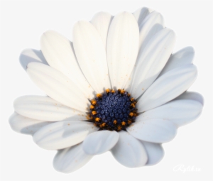 Camomile Png Hd Photo - Chamomile