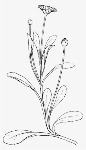 Field Daisy Black White Line Art 555px - Plant Drawing Png