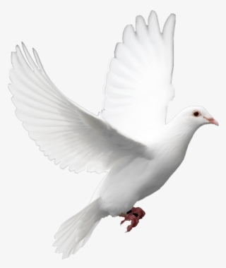 Birds Png Image Without Background - White Bird Png - 407x481 PNG ...