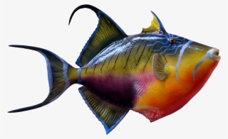 Colorful Fish Png Transparent Image - Transparent Background Fish Png