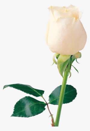 White Rose Png Image, Flower White Rose Png Picture - White Rose Png