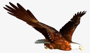 Download Amazing High-quality Latest Png Images Transparent - Flying Eagle Gif Png