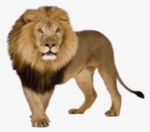 Picsart Lover - Lion Png