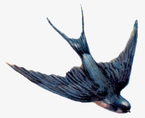 Dove Graphics - Swallow Bird Png
