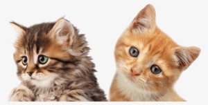 Kitten Png