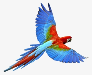 Parrot Clipart Transparent Background - Parrot Transparent