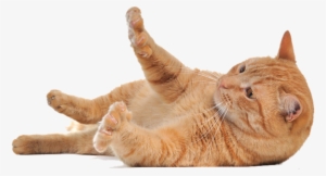 Lying Cat Png - Cat Png