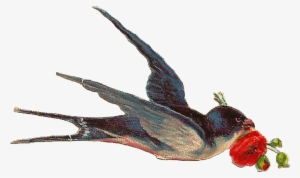 Vintage Bird - Vintage Png