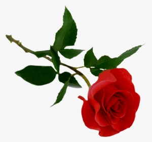 Best Free Rose Png Icon - Gulab Phool Png
