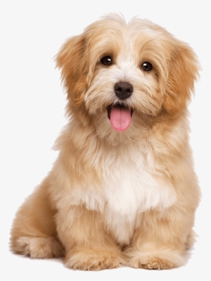 Cute Puppies Png Background - Havanese Dog