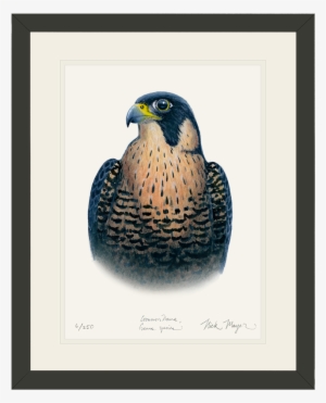 Peregrine Falcon Original Watercolor Painting - Peregrine Falcon