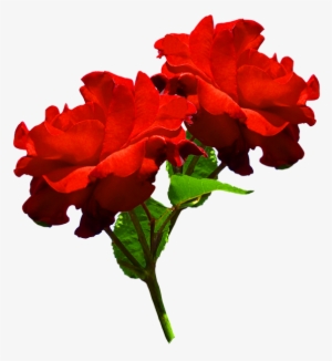 Clipart Of Two Red Roses - Two Red Roses Png