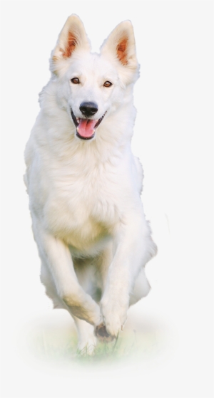 White Dog Png - White Dog Png Hd