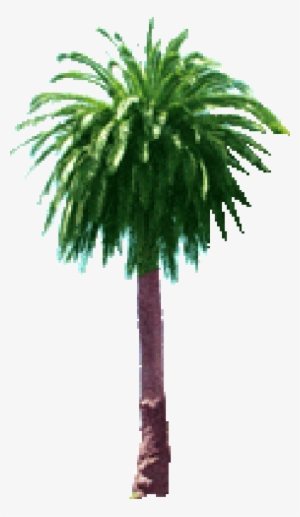 Palm Tree - Computing