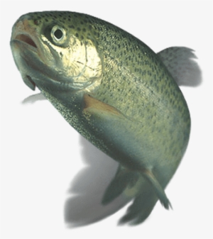 Trout - Funny Things To Airdrop