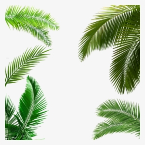 Palm Tree Leaf, Palm Tree Leaf, Palm Tree Transparent - Palm Leaves Poster