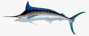 Fish Png Transparent Image - Marlin Png