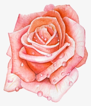 Ashleychase Watercolor Rose - Watercolor Painting