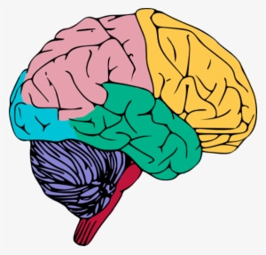 Human Brain Png High-quality Image - Brain Clipart