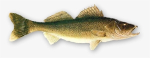Real Fish Png Photo - Walleye Fish