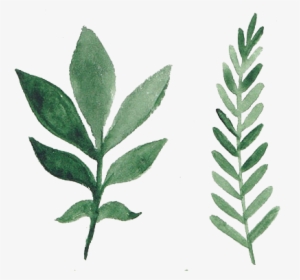 Tropical Flower Watercolor Png