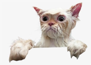 Escaping Cat Clipart - Wet Cat Png