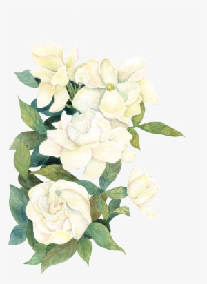 White Watercolor Flwoers - White Watercolor Flowers Png