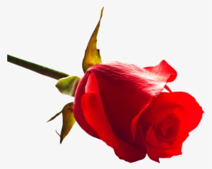 Roses Png
