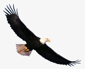 Free Png Eagle Png Images Transparent - Eagle Png
