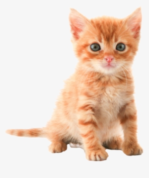 Kitten Png