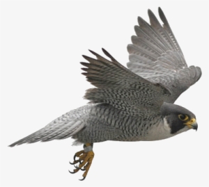 Birds Icon Clipart - Bird Of Prey Transparent