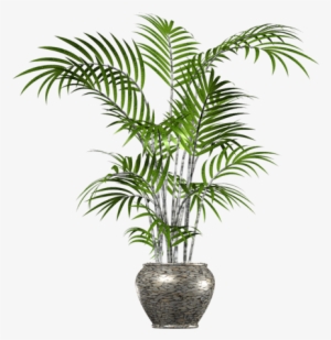 Palm Tree Png In Pot - Palm Tree In Pot Png