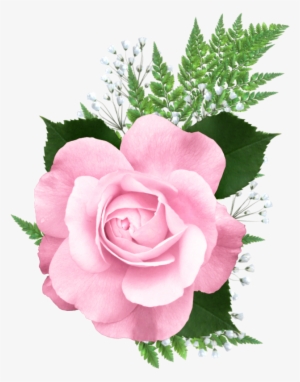 Pink Rose Png Transparent Picture - Pink Roses Png Transparent