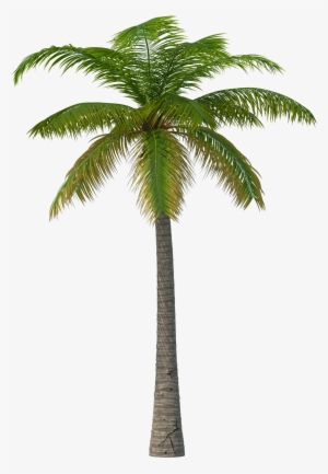 Palm Tree Png