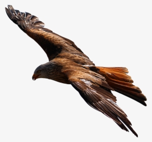 Flying Eagle Png Picture - Golden Eagle Flying Png