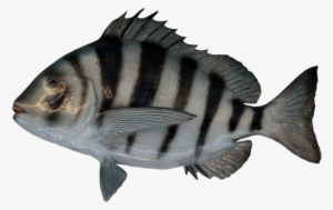 Fish Png Transparent Image - Transparent Background Fish Png