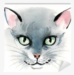 Domestic Short-haired Cat