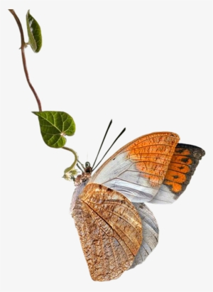 Beautiful Butterfly Png - Butterfly Png