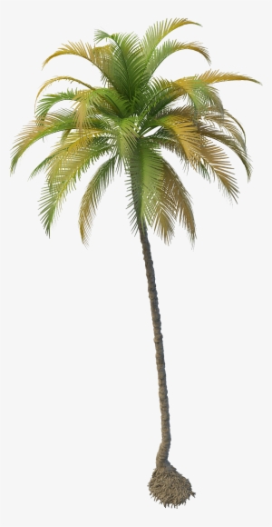 Fruit Water Splash Clipart Palm Tree - Coconut Tree Png
