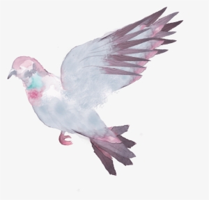 Related - Pigeons And Doves