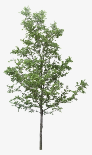 Tree Render, Tree Photoshop, Tree Sketches, Landscape - Tree Png