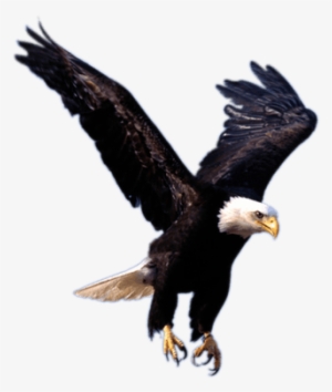 3 Flying Eagle Png Image Download Thumb - Eagle Png