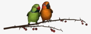 Free Download Images Of Love Birds - Png Love Birds Hd