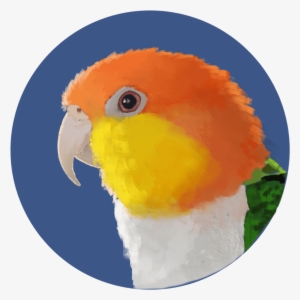 Simple Style $35 A Little More Detailed Than The Basic - Fish