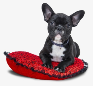 Popular French Bulldog Names Girl