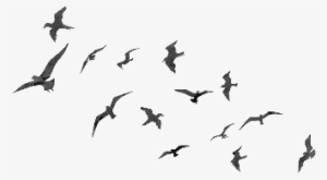 Flying Birds Png - Flyingt Birds Png